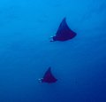 Mobula rays